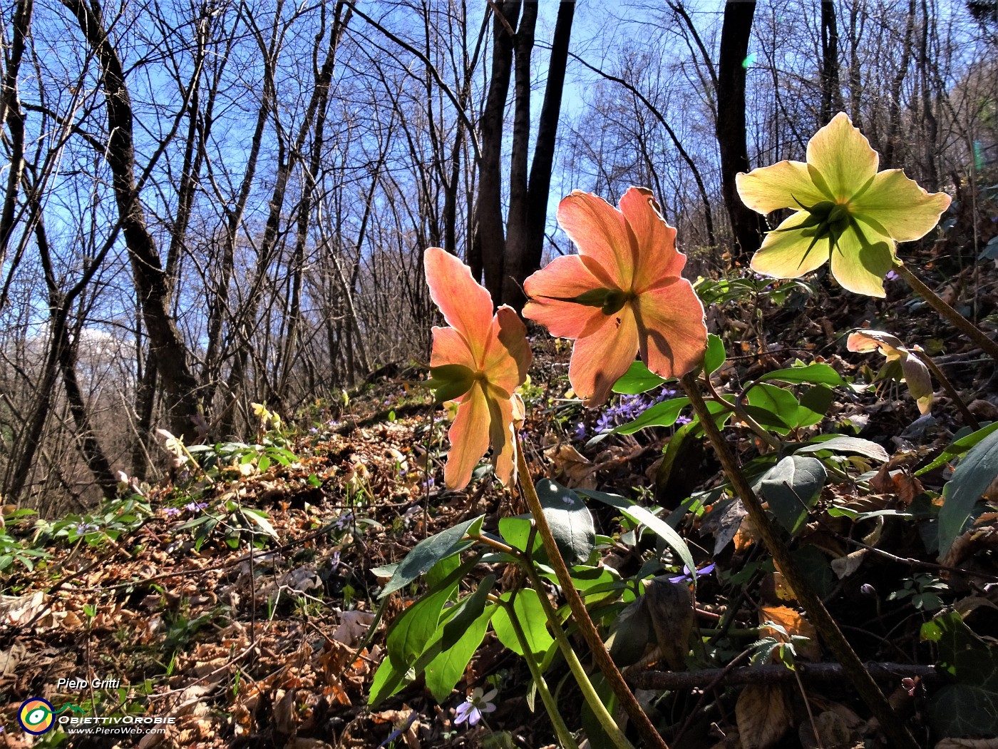 03 Helleborus niger (Ellebori).JPG